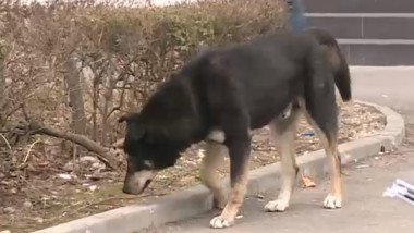 focar de rabie neamt