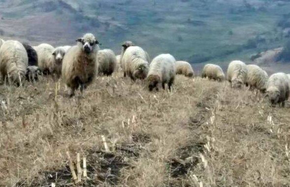 Pasunatul-oilor-pe-timp-de-iarna.jpg