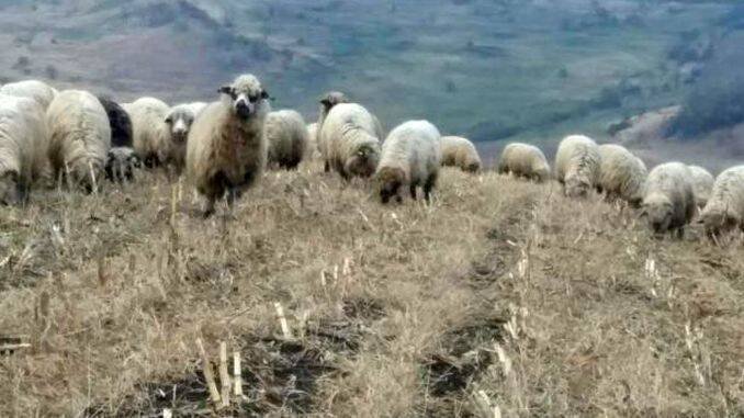 Pasunatul-oilor-pe-timp-de-iarna.jpg