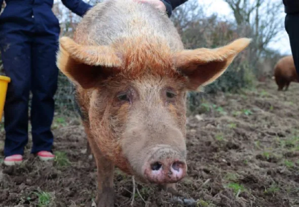 Alertă de pesta porcină Neamț. Autoritățile impun zone de restricție și măsuri stricte oficiali-epidemia-de-pesta-porcina-africana-din-spania-ar-fi-putut-proveni-dintr-un-laborator-de-cercetare-1029667.webp